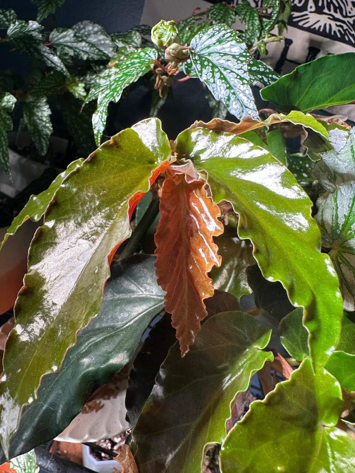 Begonia 'torch' - View 16 from www redcrocus com