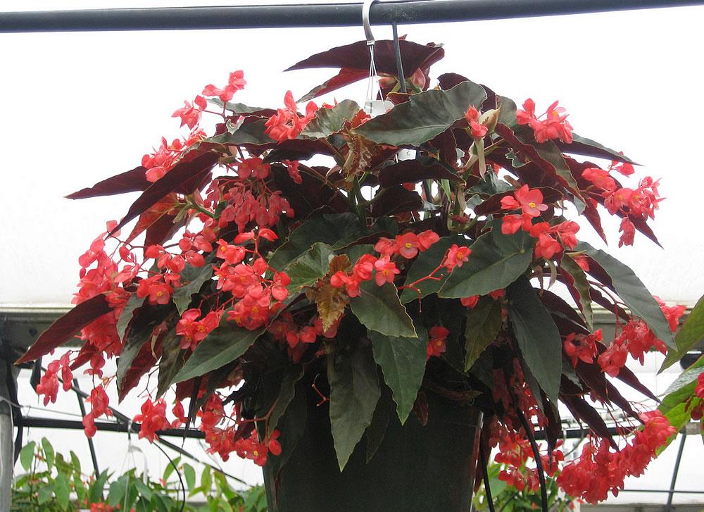 Begonia 'torch' - View 1 from www redcrocus com