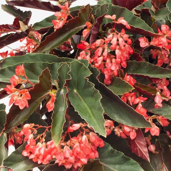 Begonia 'torch' - View 4 from www redcrocus com
