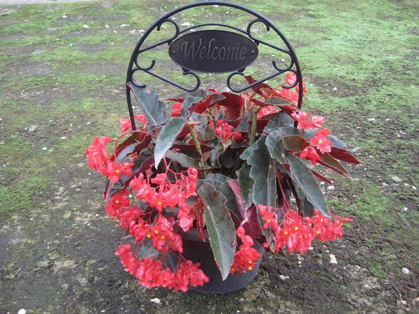 Begonia 'torch' - View 5 from www redcrocus com