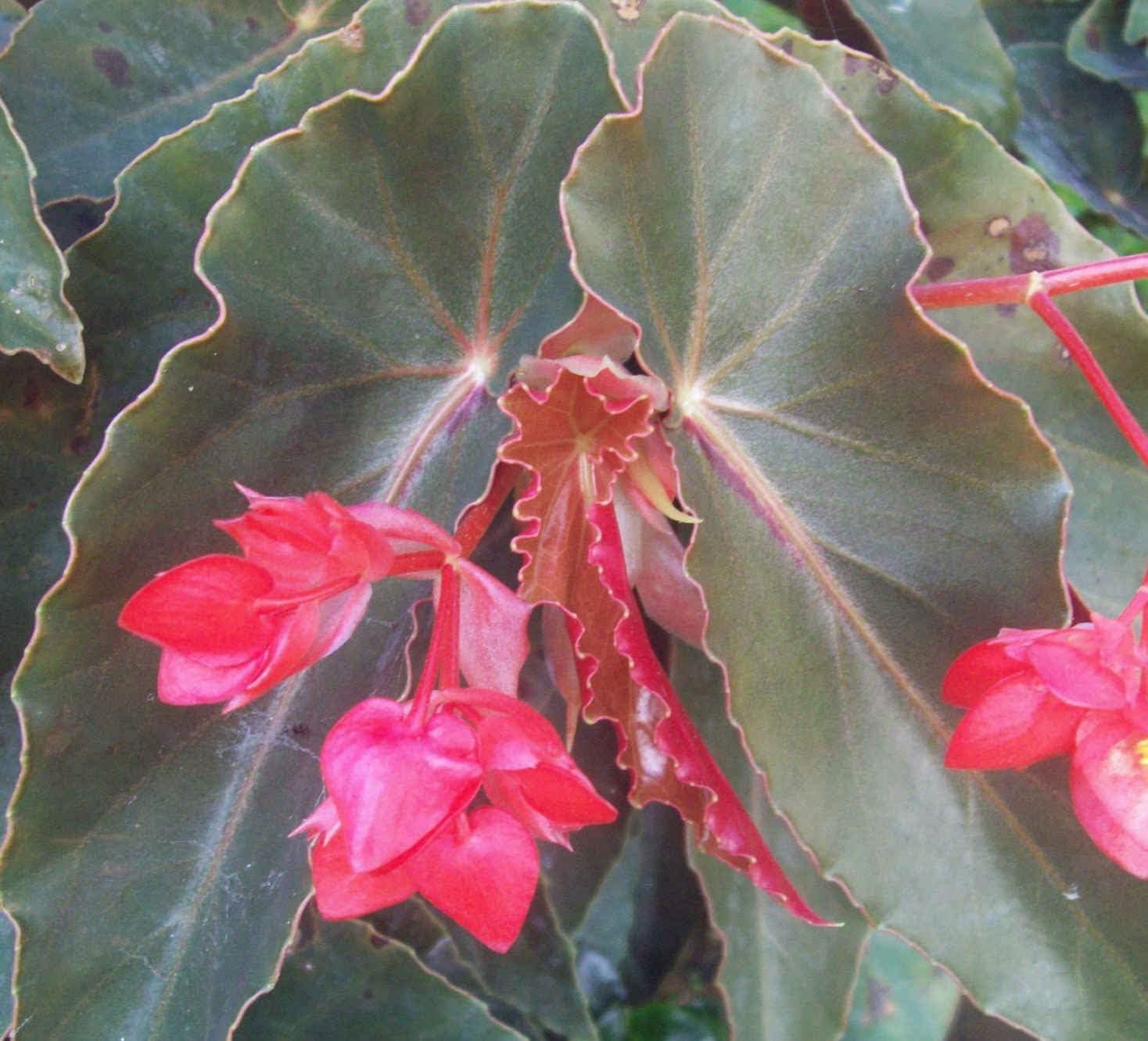 Begonia 'torch' - View 6 from www redcrocus com