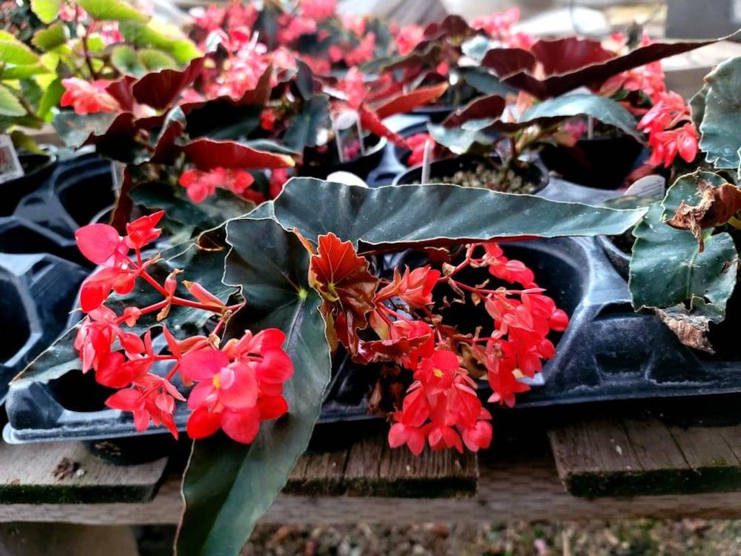 Begonia 'torch' - View 8 from www redcrocus com
