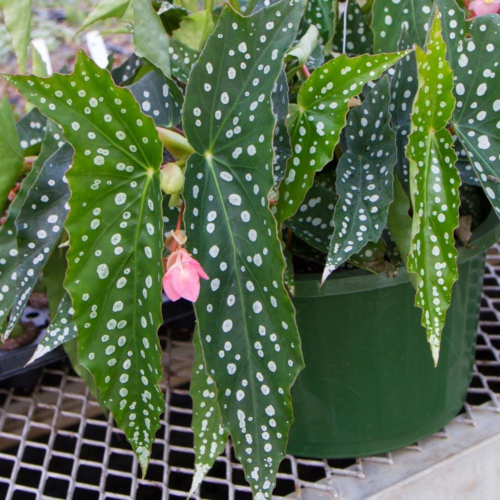 Begonia Angel Wing - View 10 from www redcrocus com