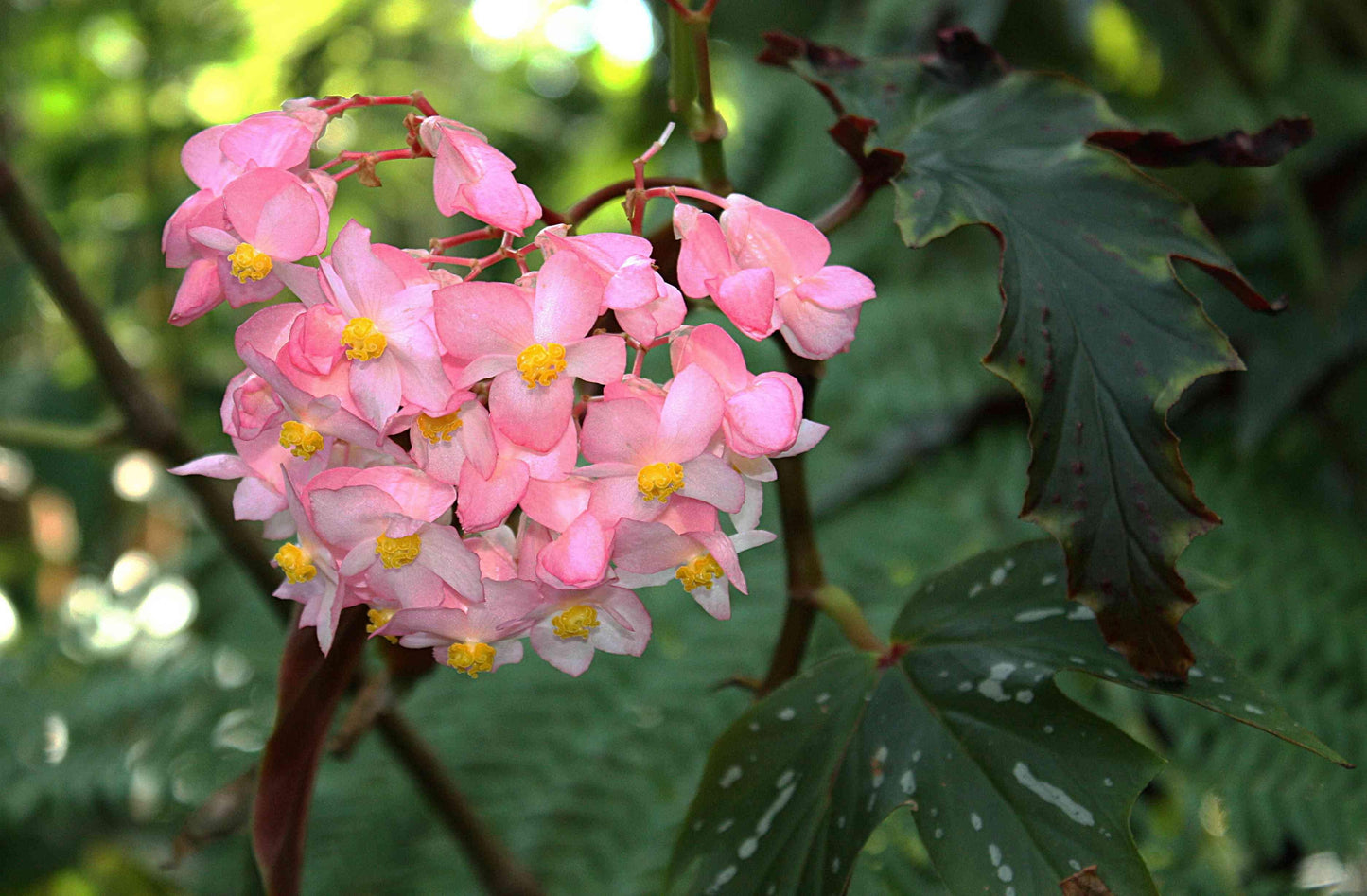 Begonia Angel Wing - View 11 from www redcrocus com