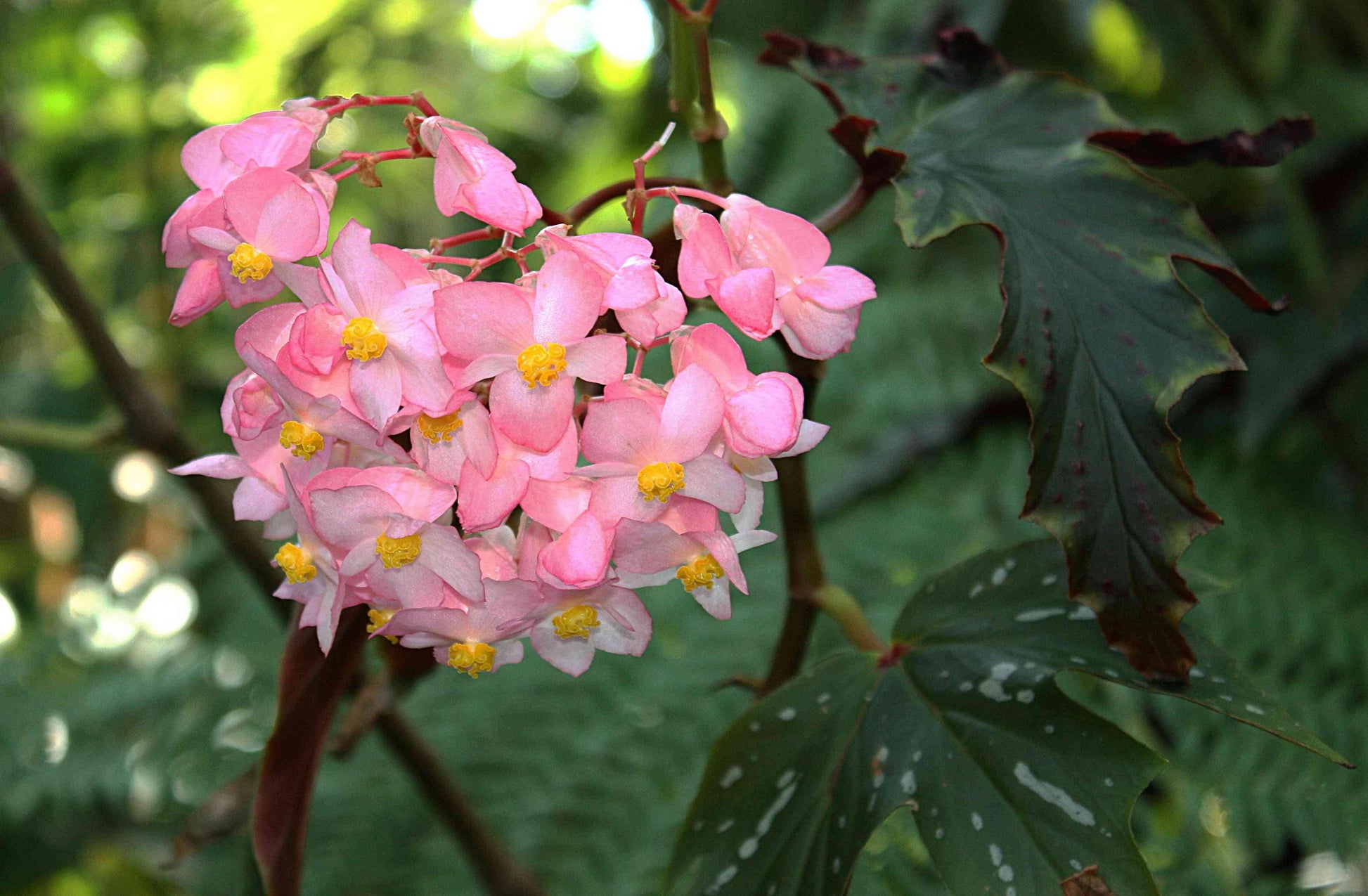 Begonia Angel Wing - View 11 from www redcrocus com