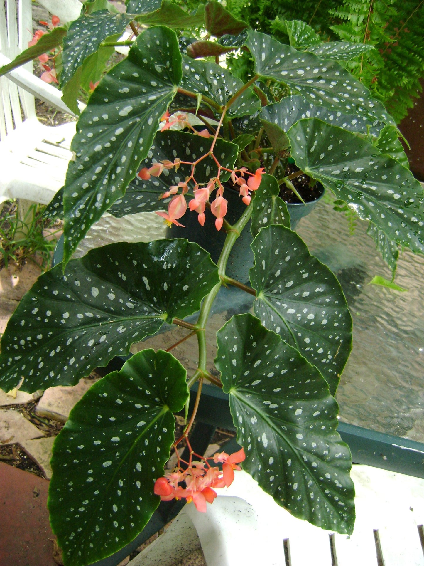Begonia Angel Wing - View 12 from www redcrocus com