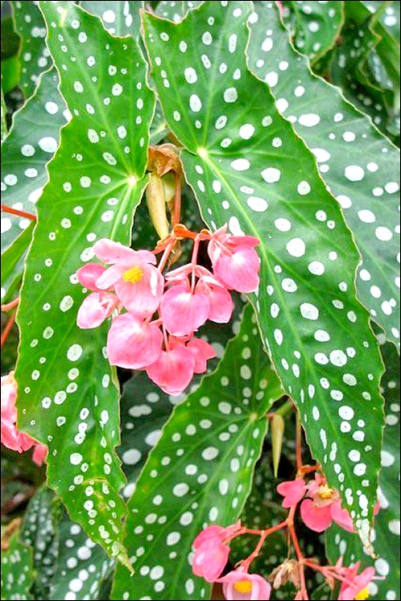 Begonia Angel Wing - View 13 from www redcrocus com