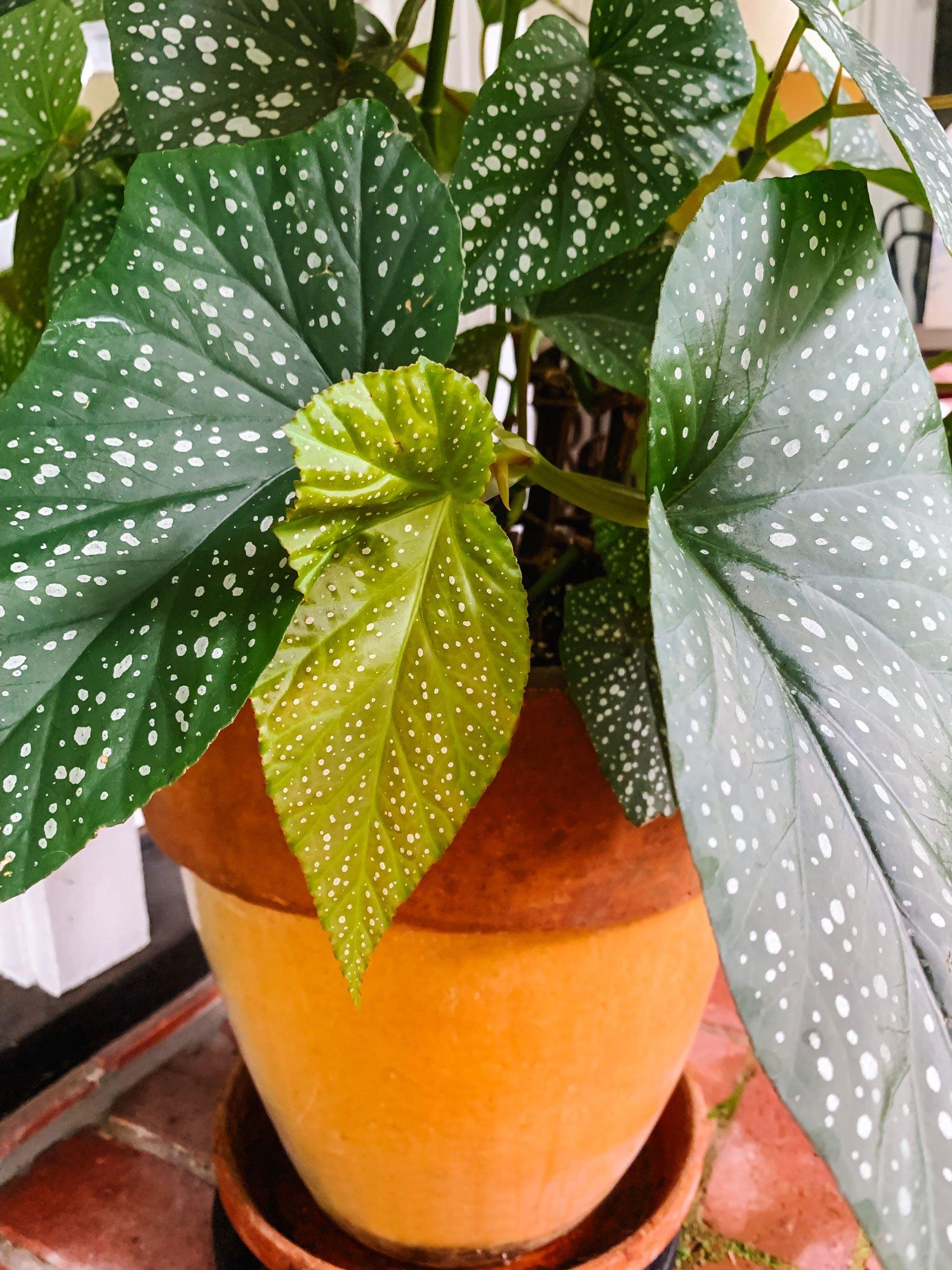 Begonia Angel Wing - View 14 from www redcrocus com