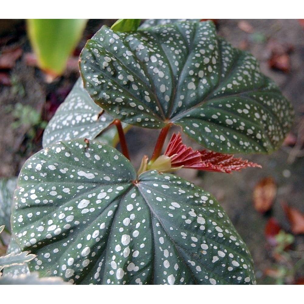 Begonia Angel Wing - View 15 from www redcrocus com