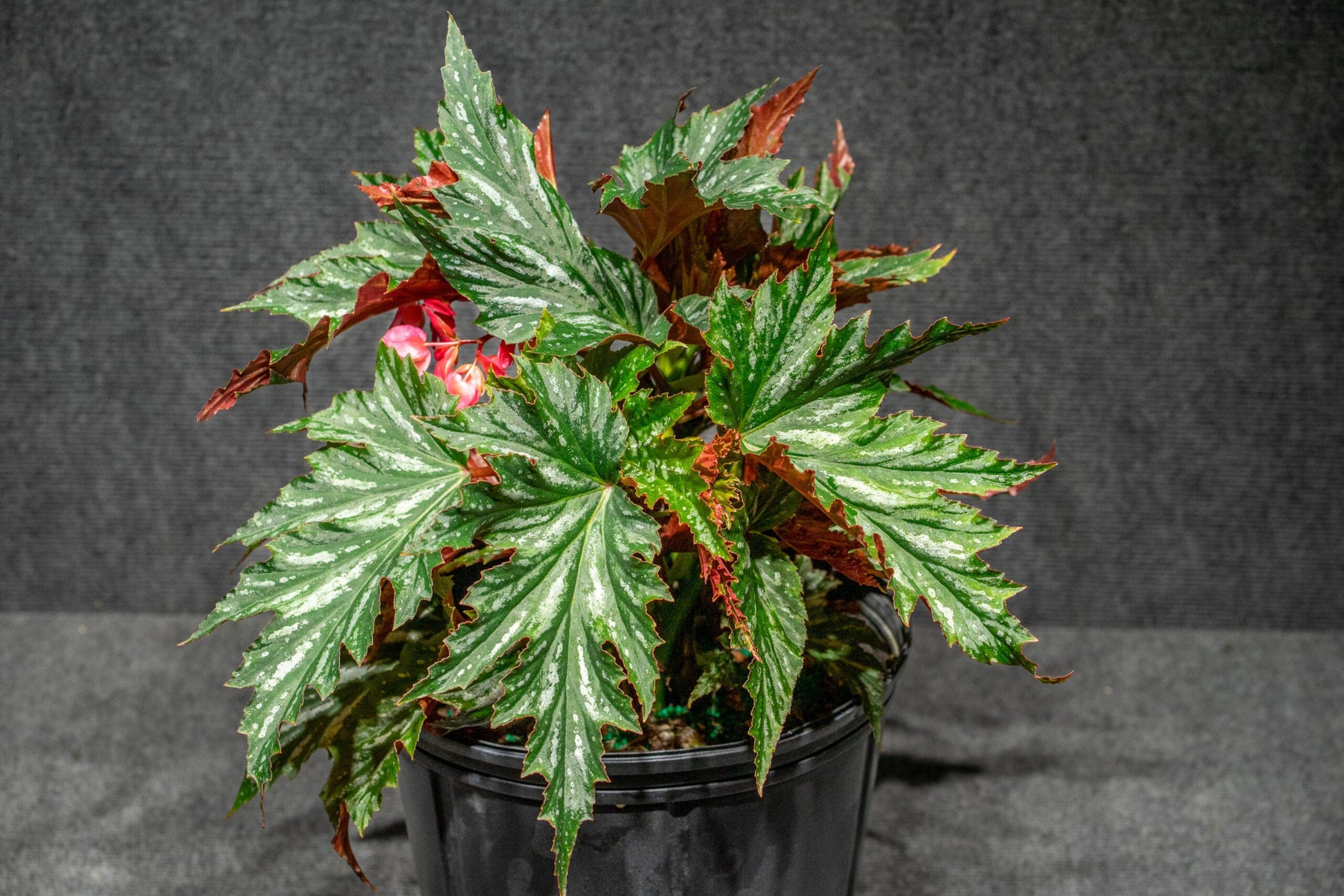 Begonia Angel Wing - View 16 from www redcrocus com