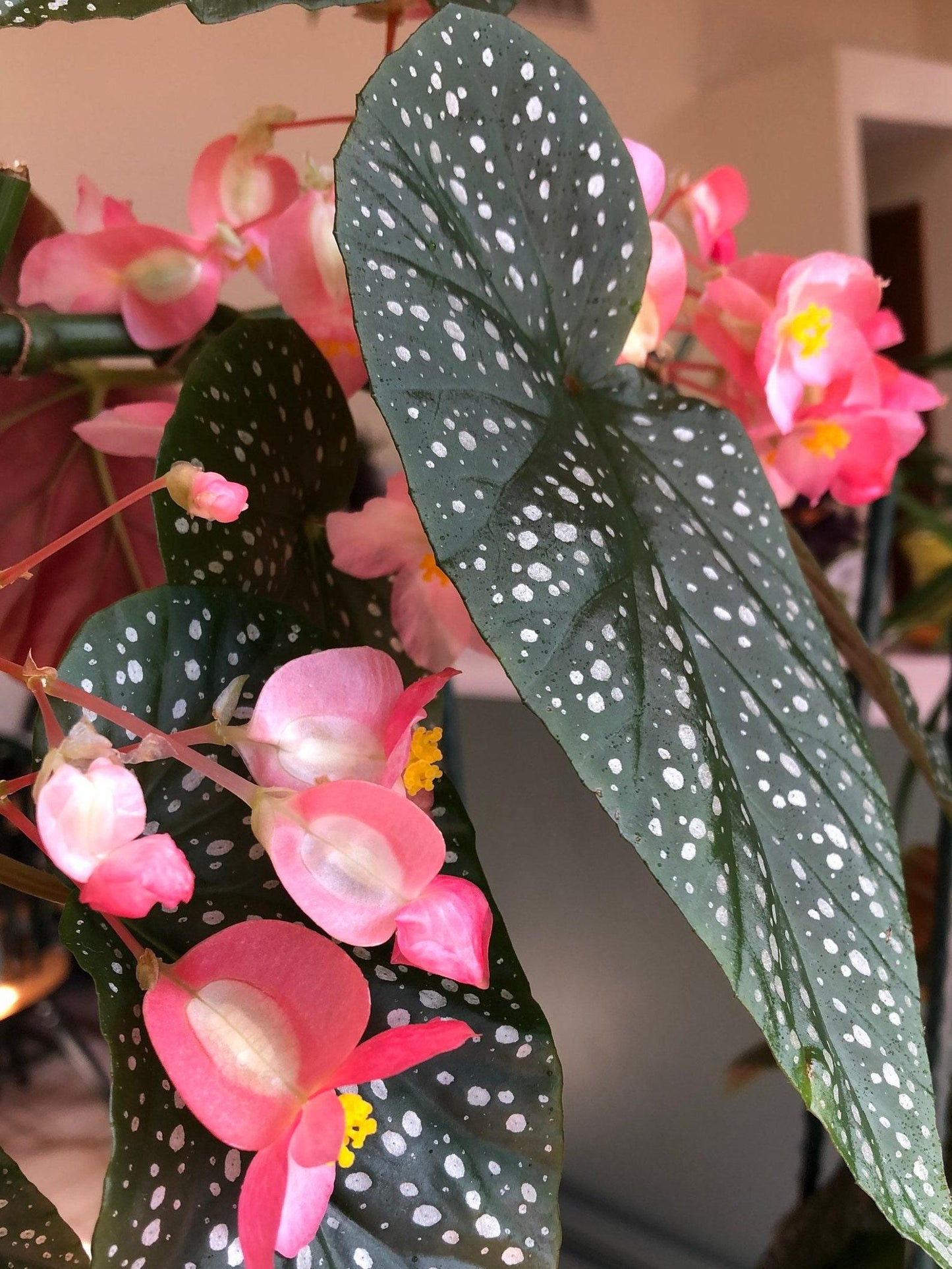 Begonia Angel Wing - View 17 from www redcrocus com