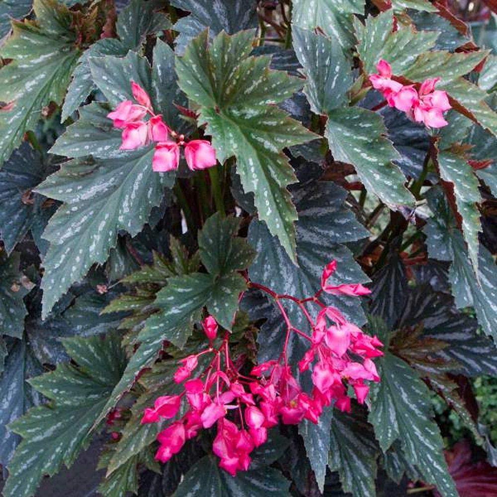 Begonia Angel Wing - View 18 from www redcrocus com