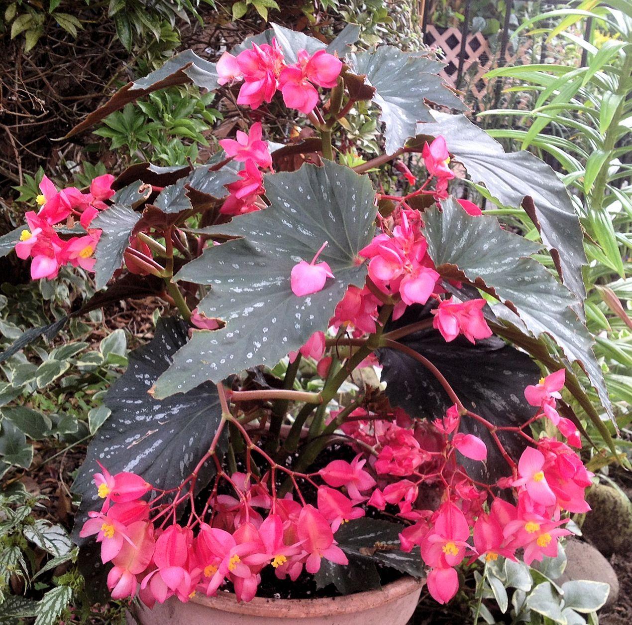 Begonia Angel Wing - View 19 from www redcrocus com