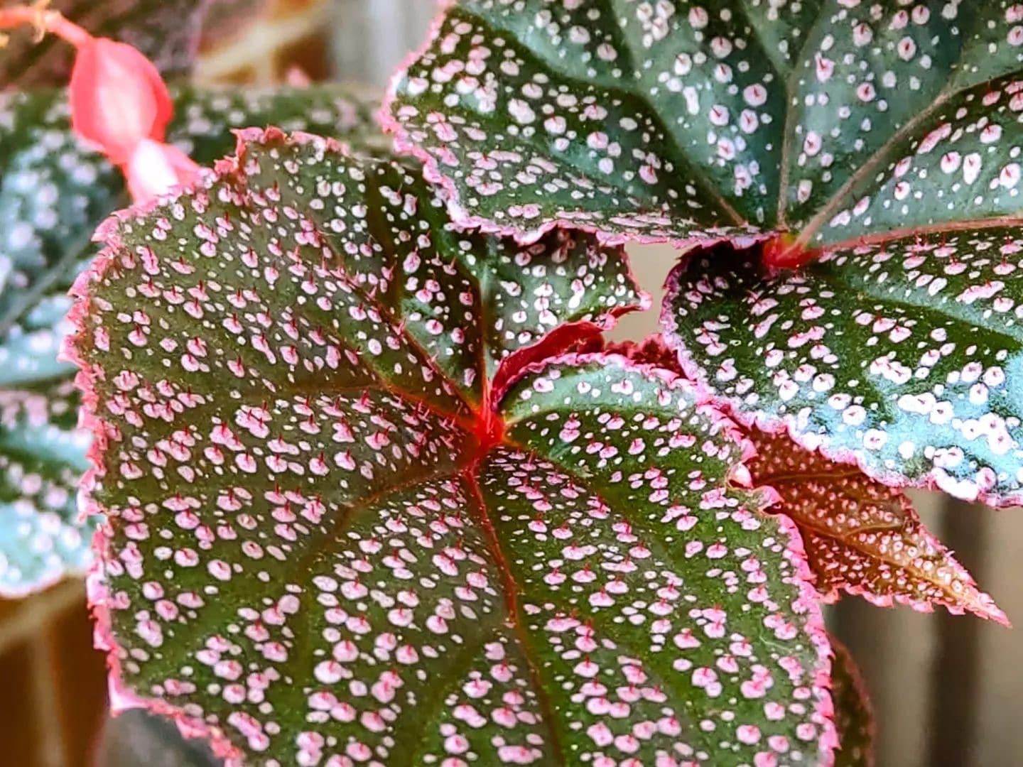 Begonia Angel Wing - View 1 from www redcrocus com