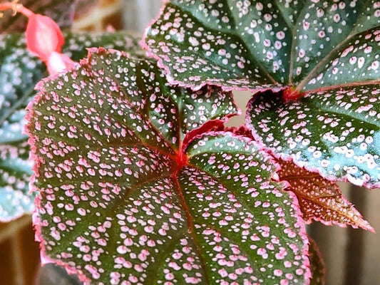 Begonia Angel Wing - View 1 from www redcrocus com