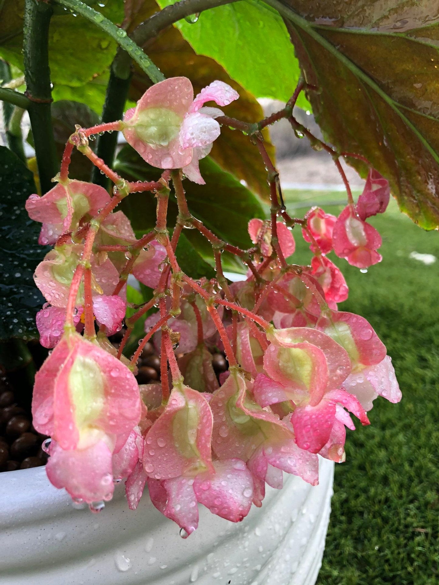 Begonia Angel Wing - View 20 from www redcrocus com