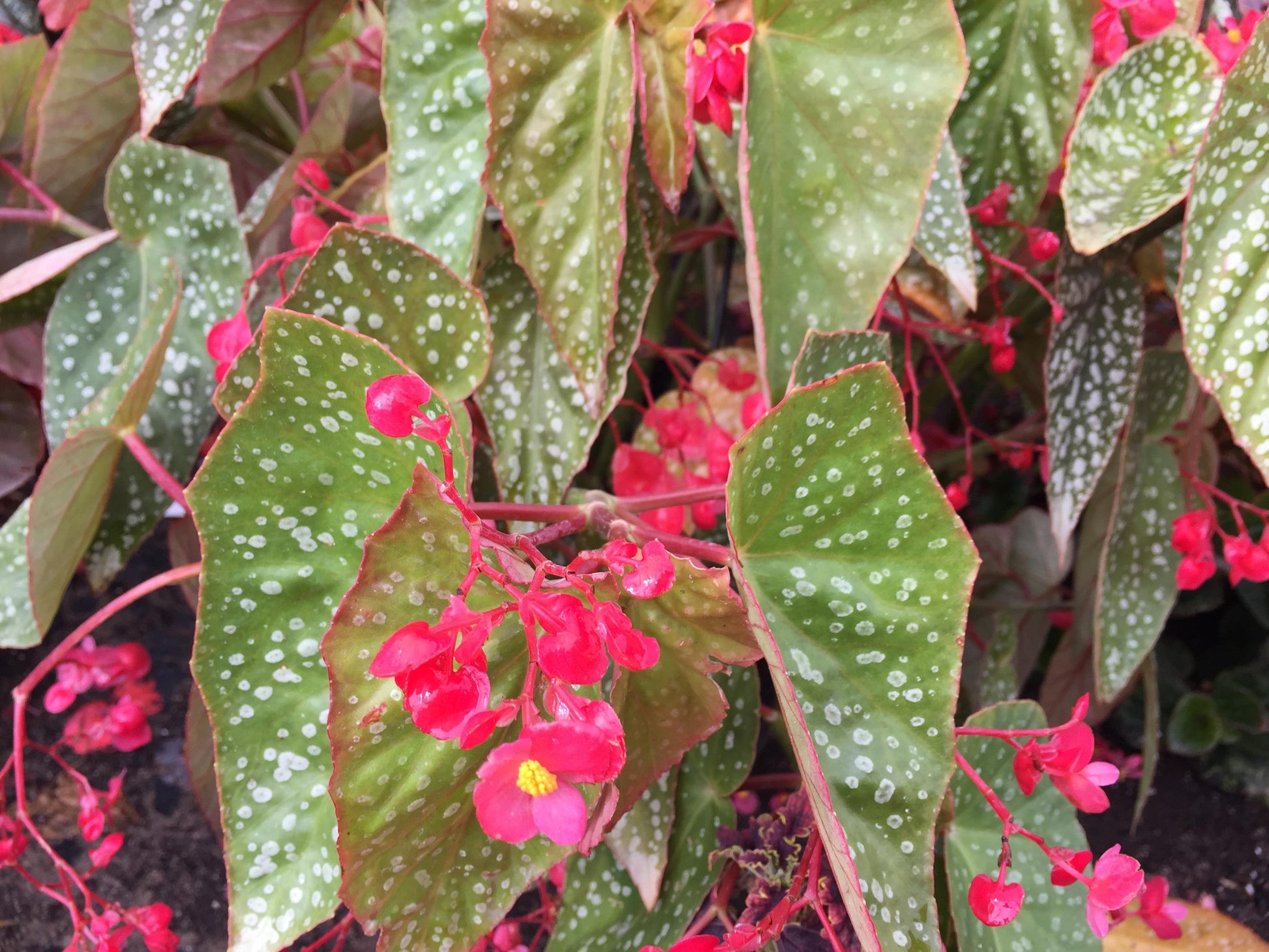 Begonia Angel Wing - View 2 from www redcrocus com