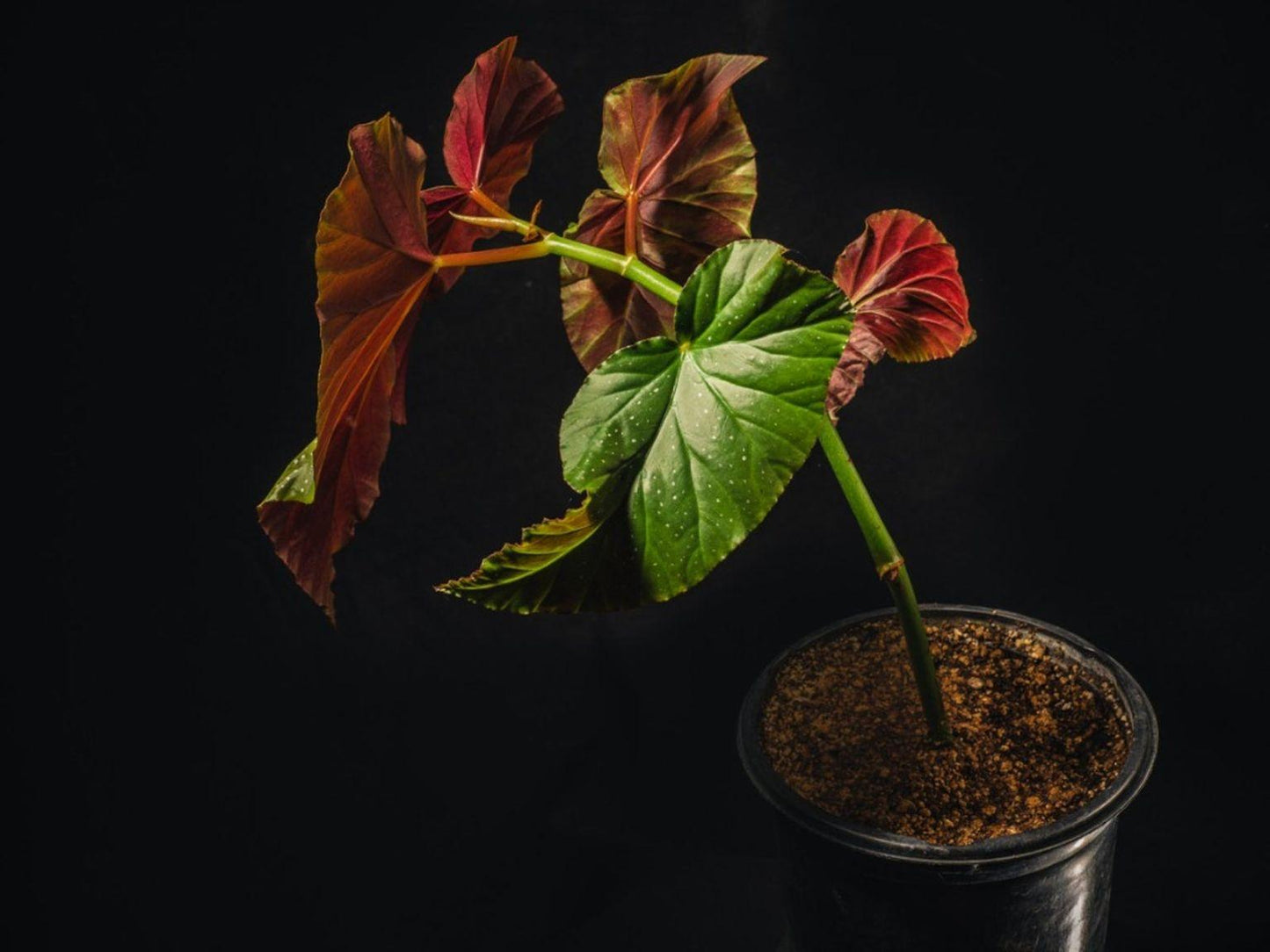 Begonia Angel Wing - View 3 from www redcrocus com