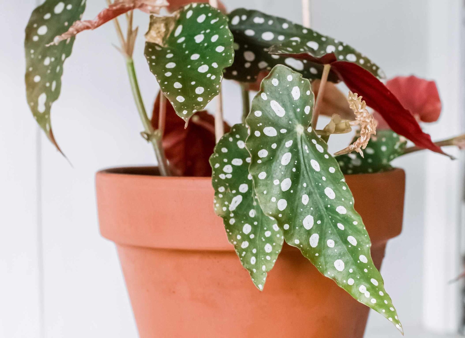 Begonia Angel Wing - View 5 from www redcrocus com