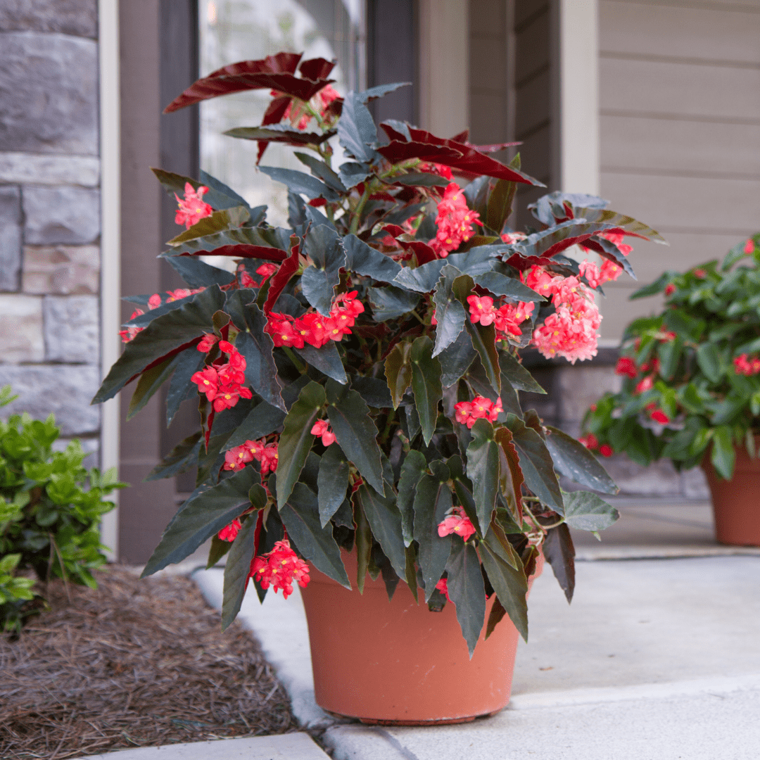 Begonia Angel Wing - View 5 from www redcrocus com