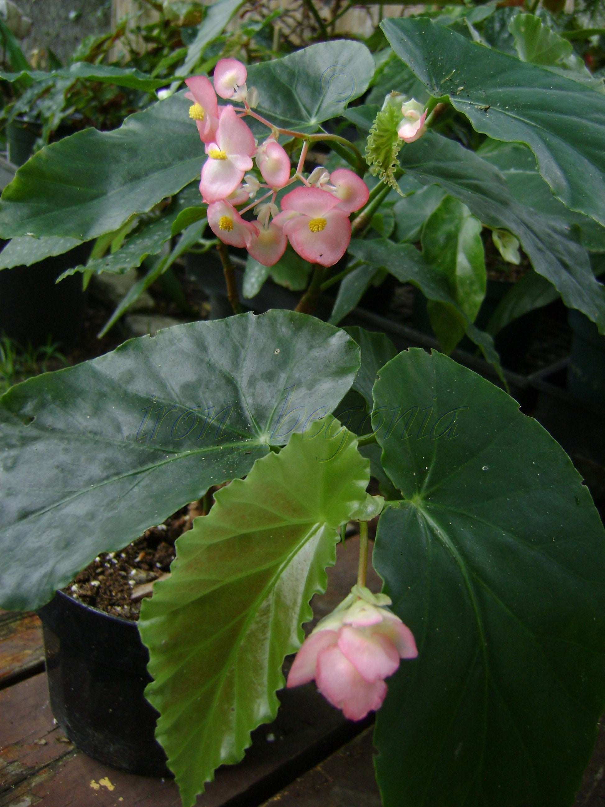 Begonia Angel Wing - View 7 from www redcrocus com