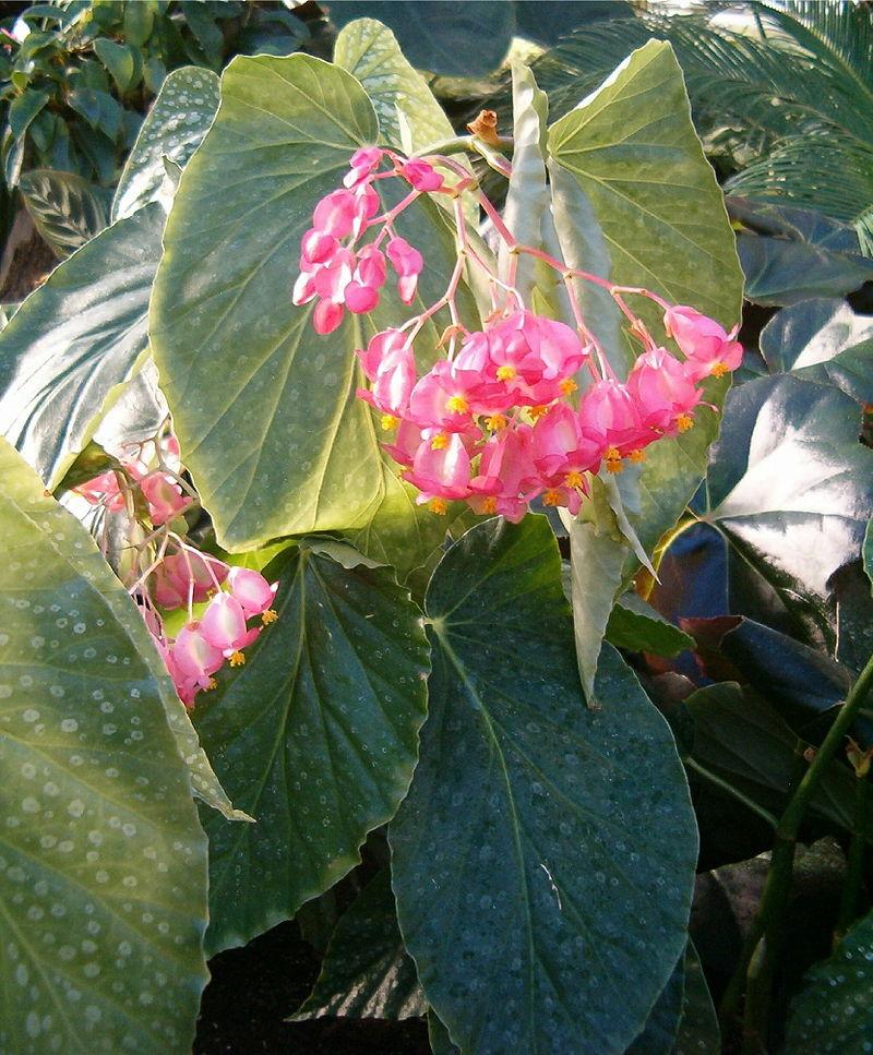 Begonia Angel Wing - View 8 from www redcrocus com