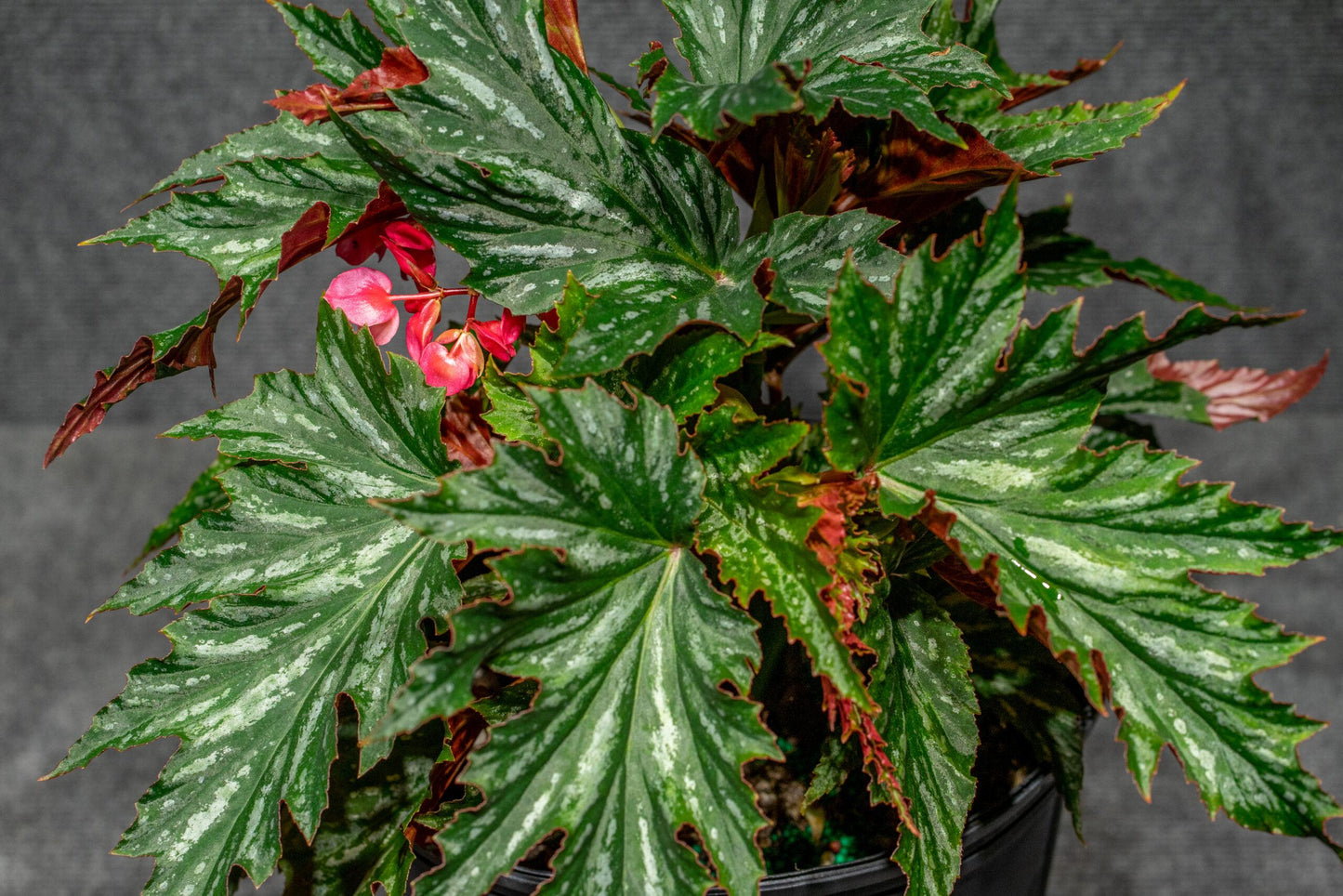 Begonia Angel Wing - View 9 from www redcrocus com
