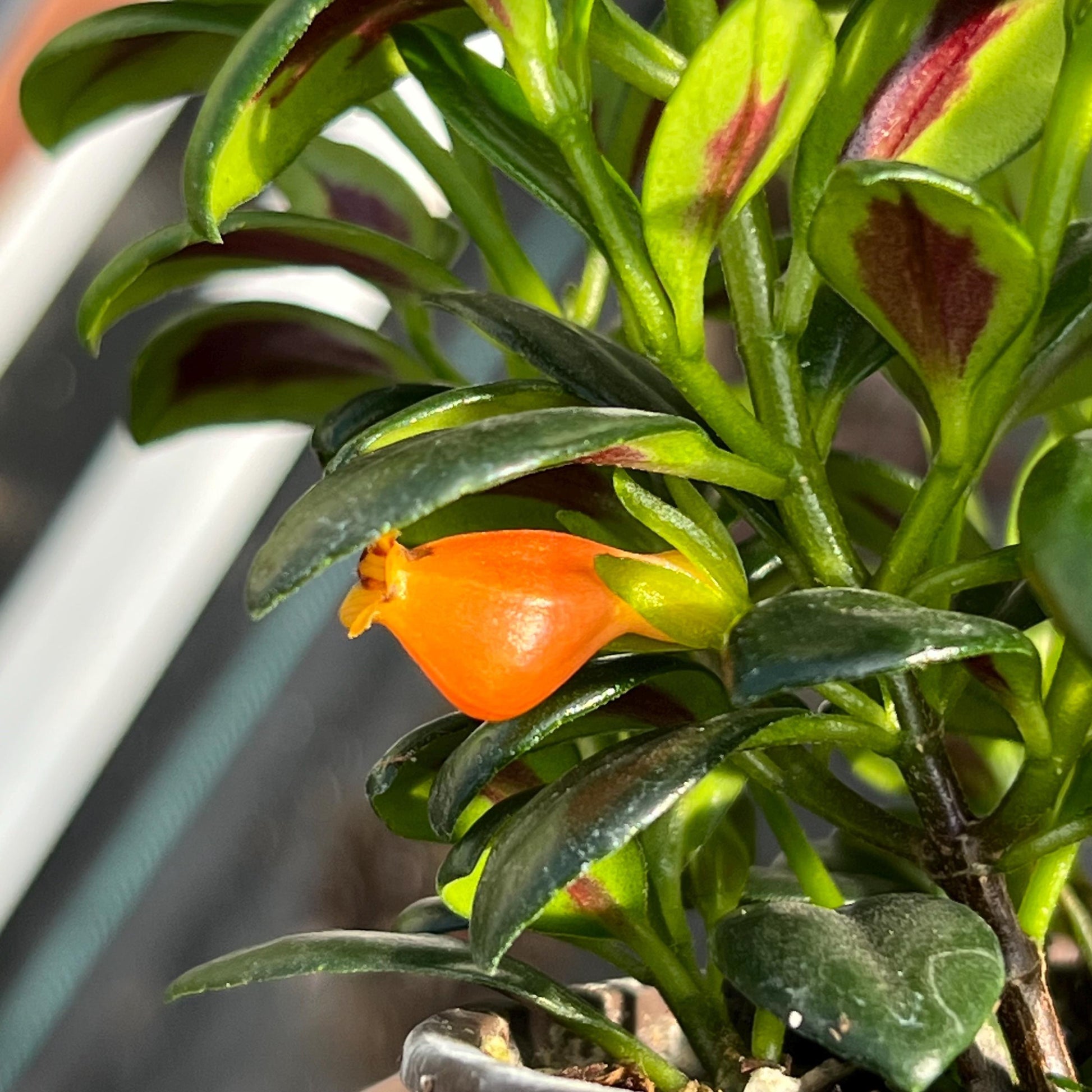 Nematanthus, Assorted - View 13 from www redcrocus com