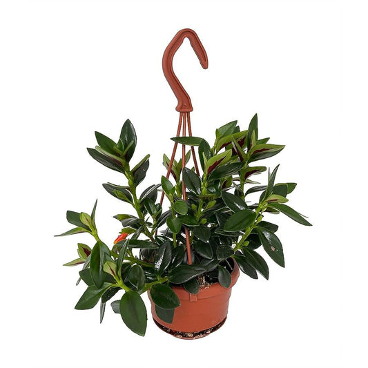 Nematanthus, Assorted - View 14 from www redcrocus com