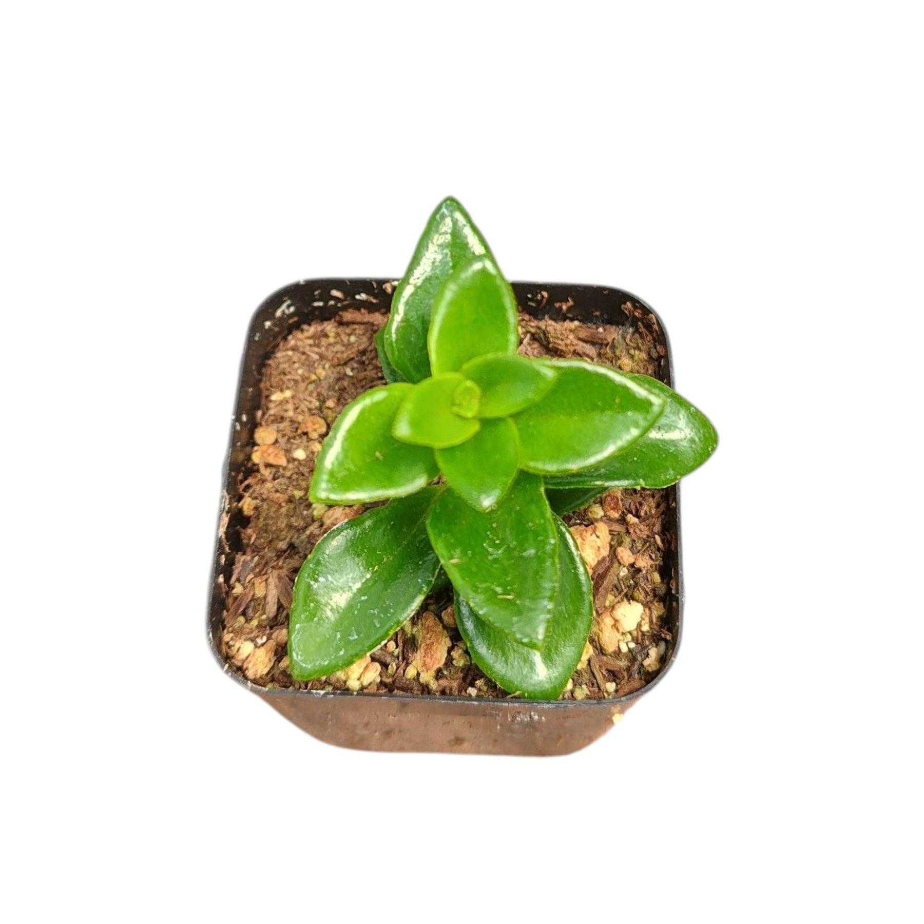 Nematanthus, Assorted - View 15 from www redcrocus com