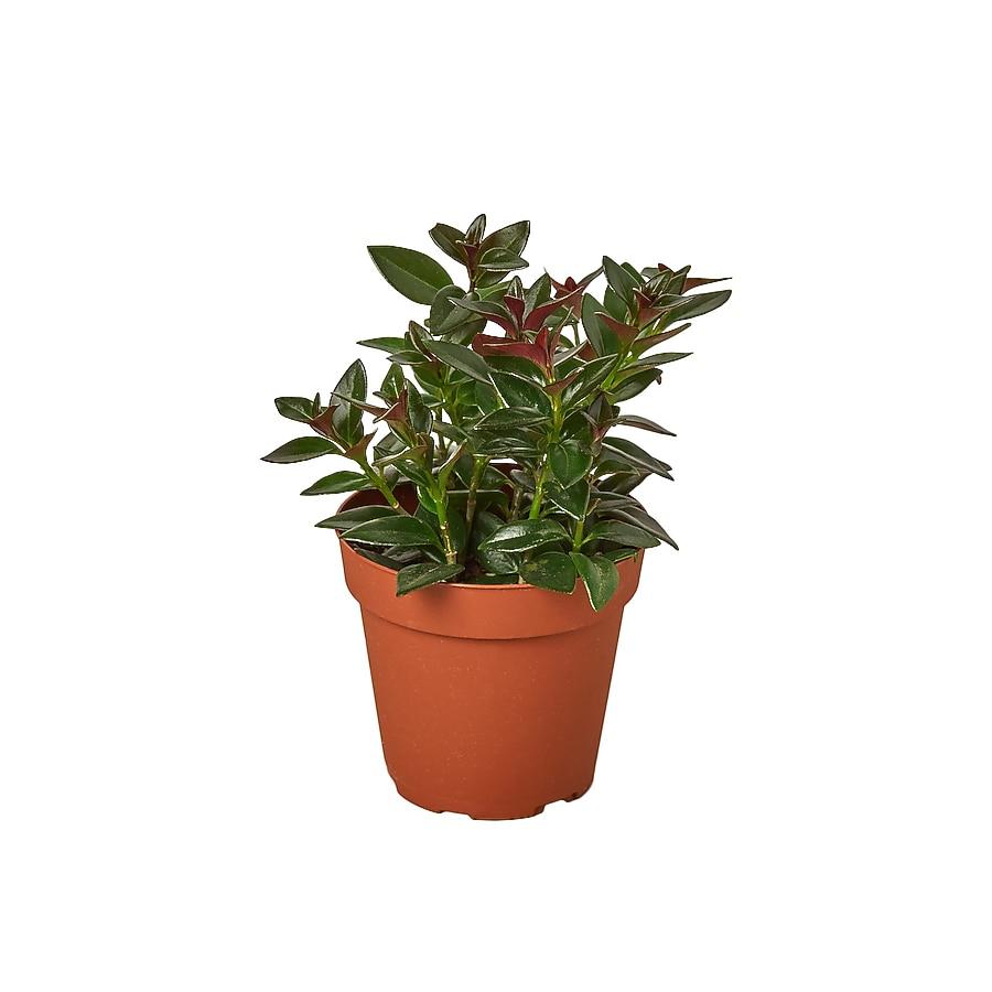 Nematanthus, Assorted - View 18 from www redcrocus com