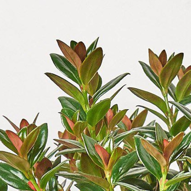Nematanthus, Assorted - View 21 from www redcrocus com