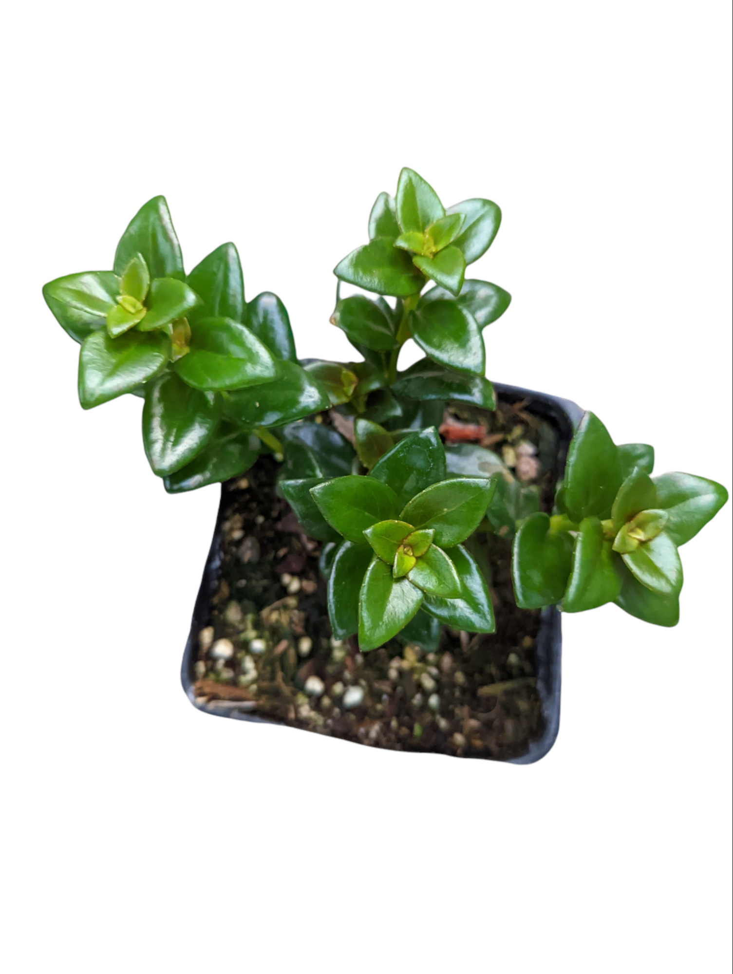 Nematanthus, Assorted - View 22 from www redcrocus com