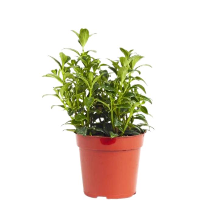 Nematanthus, Assorted - View 23 from www redcrocus com