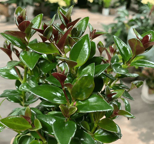 Nematanthus, Assorted - View 24 from www redcrocus com