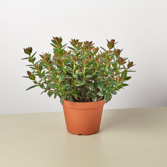 Nematanthus, Assorted - View 25 from www redcrocus com