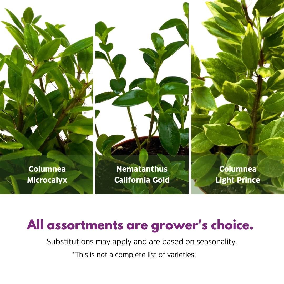Nematanthus, Assorted - View 27 from www redcrocus com