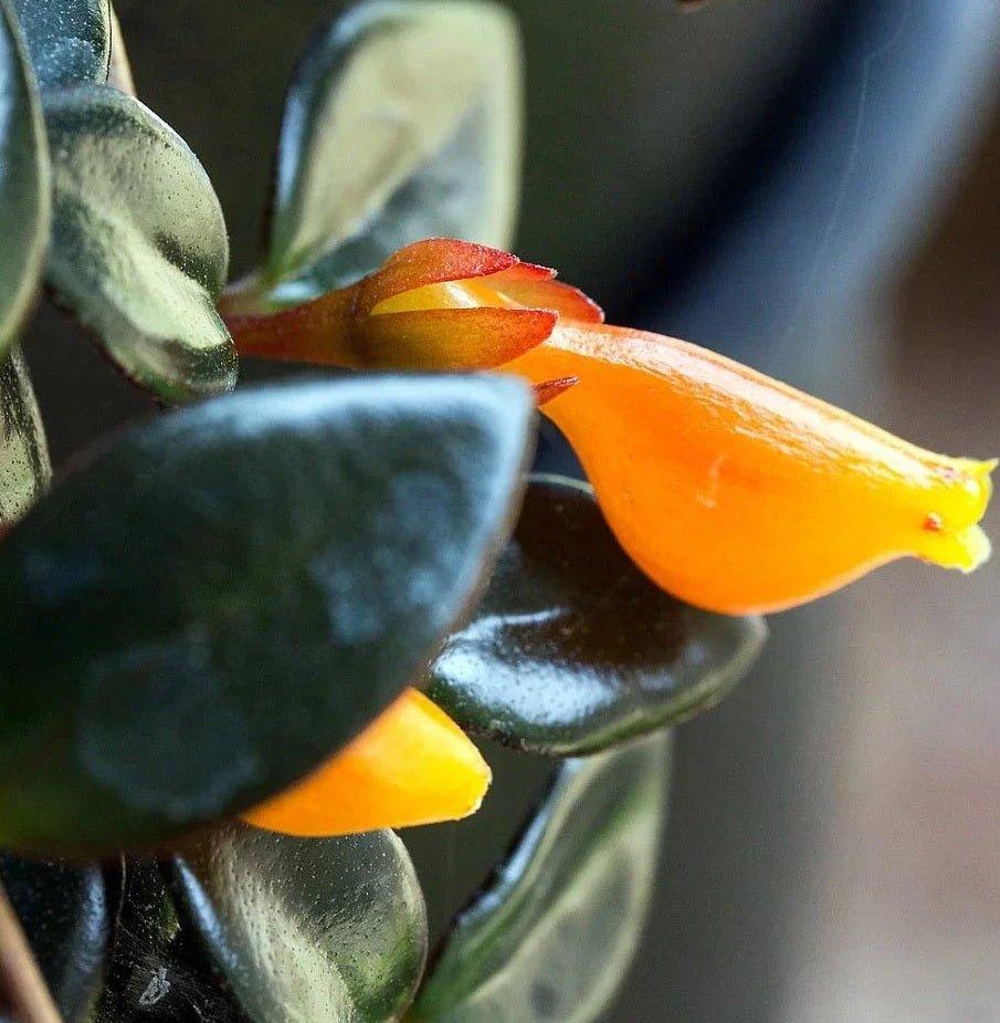 Nematanthus, Assorted - View 2 from www redcrocus com