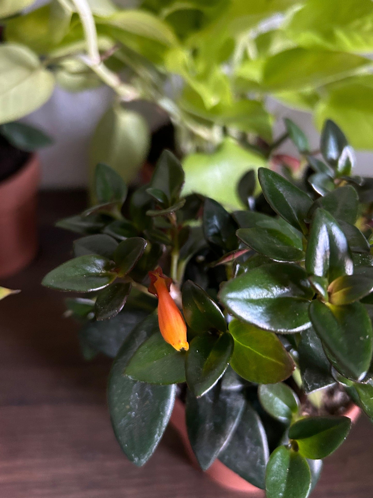 Nematanthus, Assorted - View 4 from www redcrocus com
