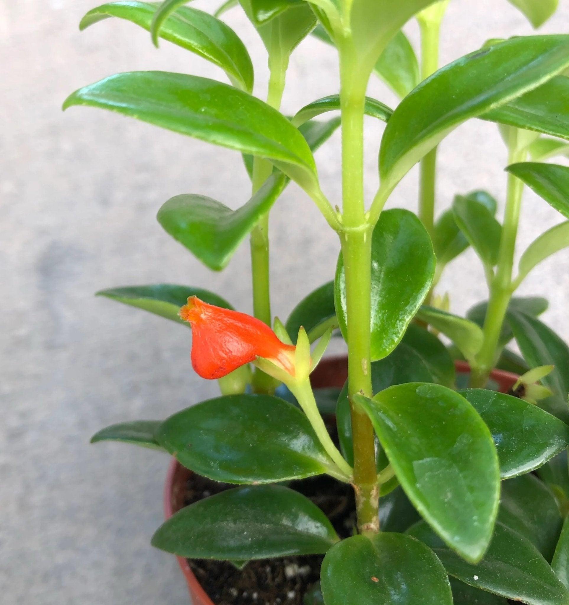 Nematanthus, Assorted - View 6 from www redcrocus com