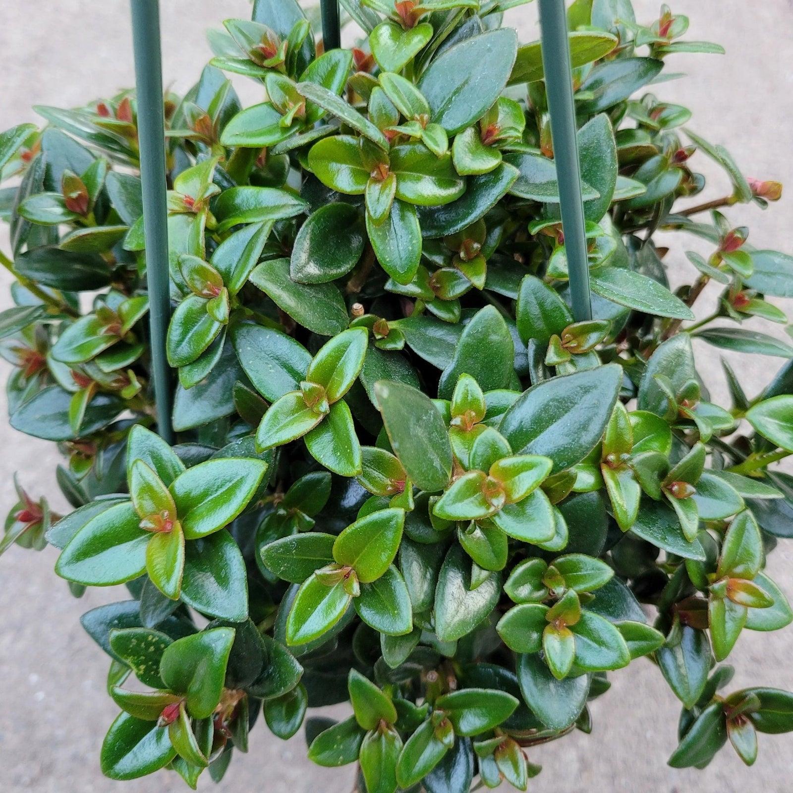 Nematanthus, Assorted - View 7 from www redcrocus com