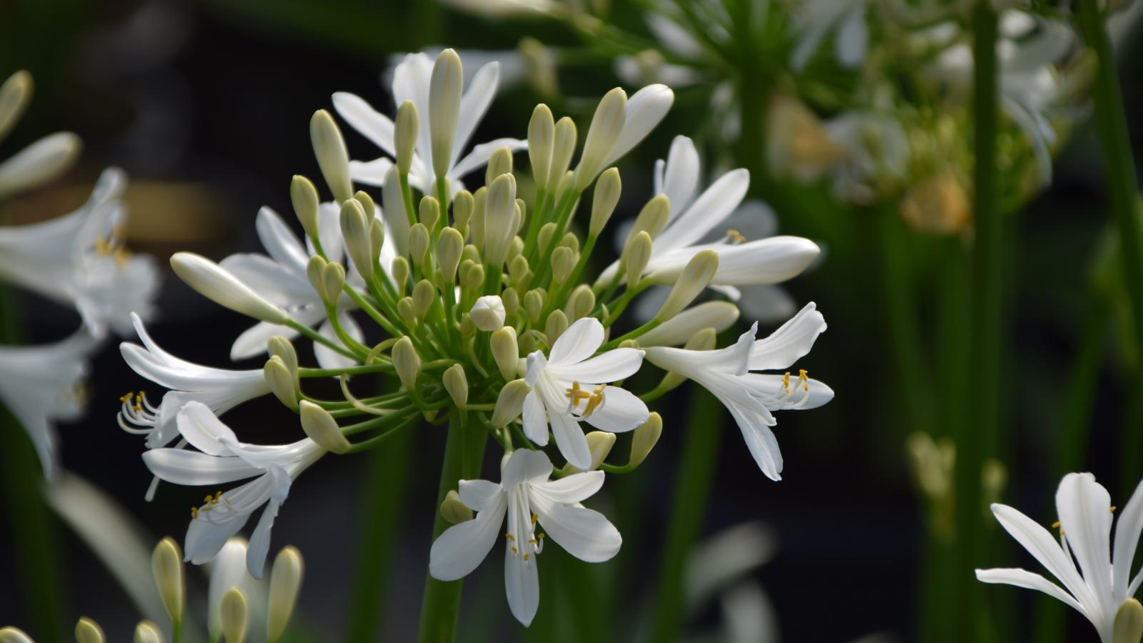 Agapanthus Bridal Veil - View 12 from www redcrocus com
