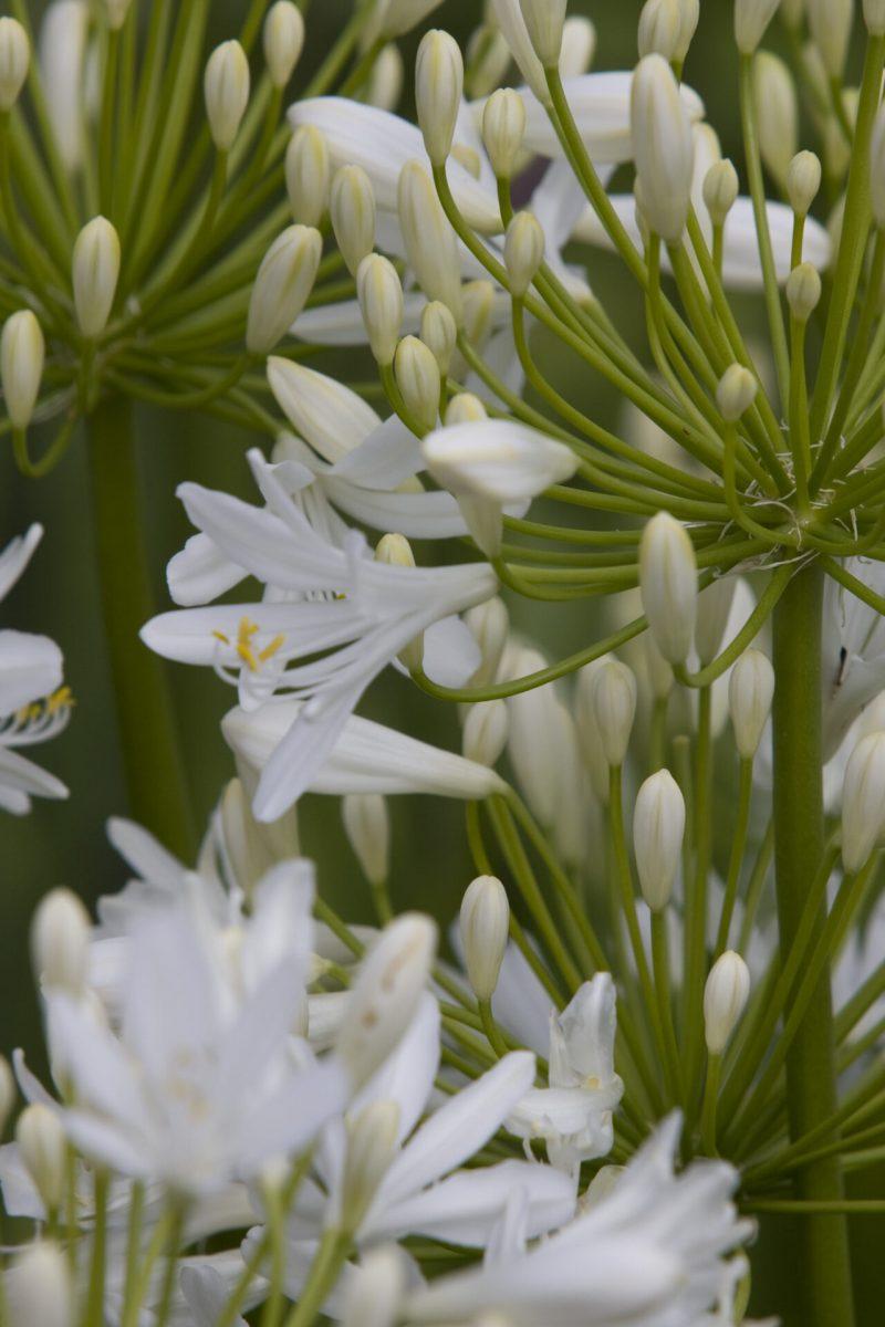 Agapanthus Bridal Veil - View 14 from www redcrocus com