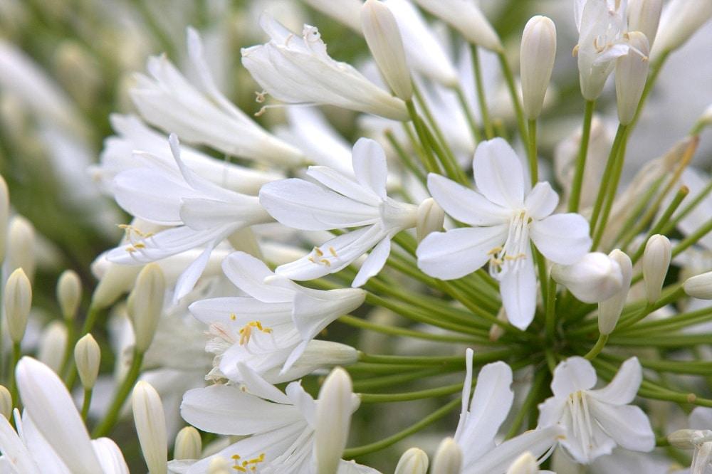 Agapanthus Bridal Veil - View 17 from www redcrocus com