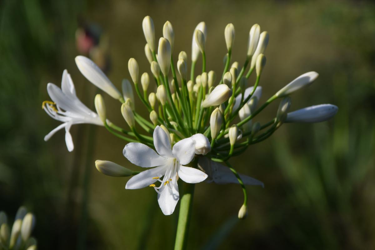 Agapanthus Bridal Veil - View 18 from www redcrocus com