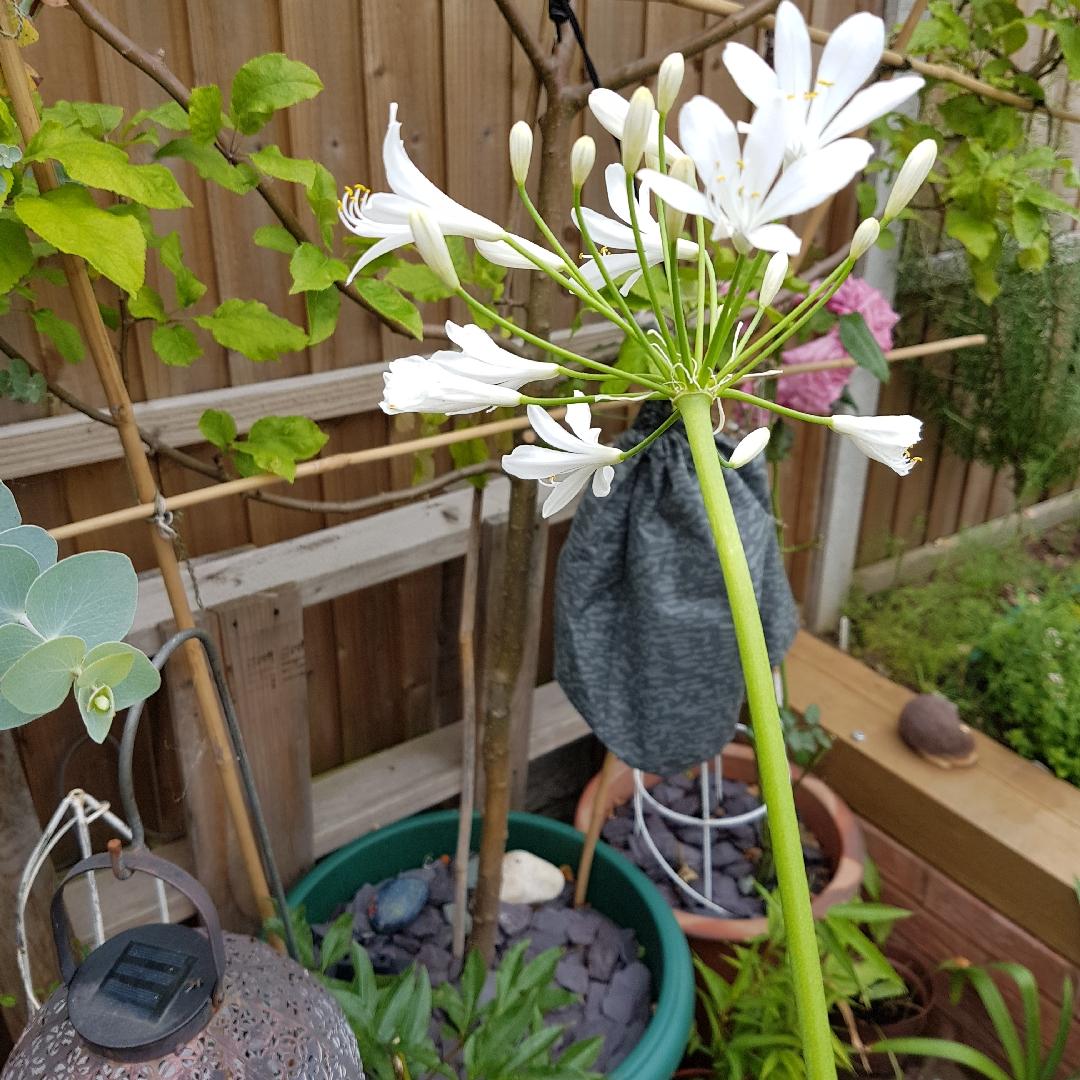 Agapanthus Bridal Veil - View 20 from www redcrocus com