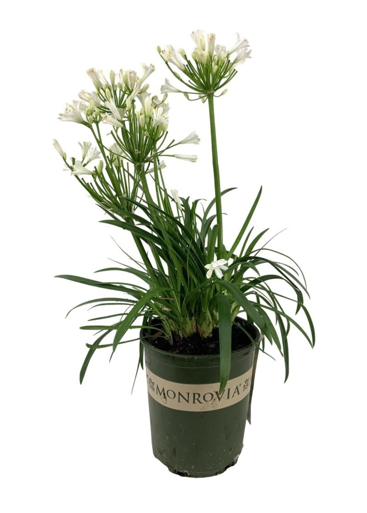 Agapanthus Bridal Veil - View 2 from www redcrocus com