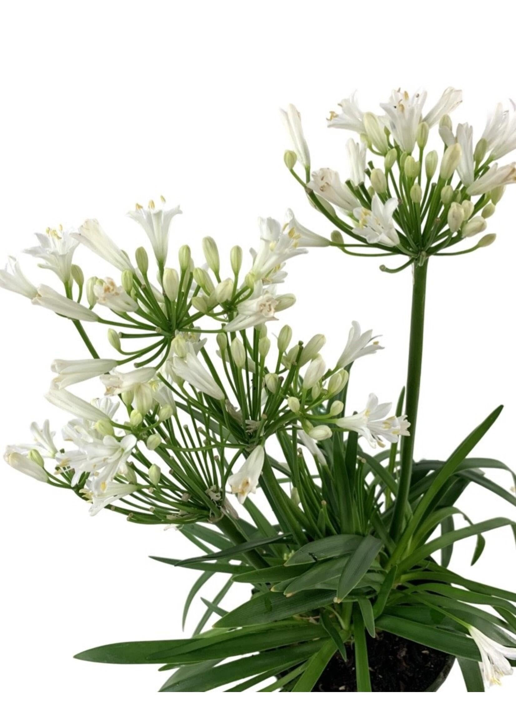 Agapanthus Bridal Veil - View 4 from www redcrocus com