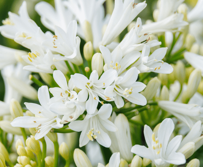 Agapanthus Bridal Veil - View 5 from www redcrocus com