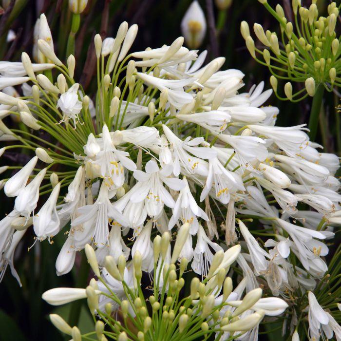 Agapanthus Bridal Veil - View 7 from www redcrocus com